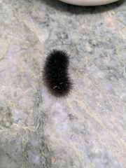 Hypercompe scribonia