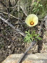 Hibiscus coulteri