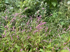 Persicaria longiseta