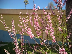 Prunus persica