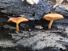 Flammulaster erinaceellus