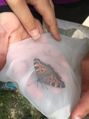 Nymphalis polychloros