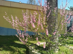 Prunus persica
