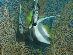 Heniochus acuminatus