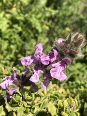 Stachys grandidentata