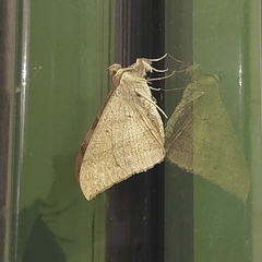 Oxyodes scrobiculata