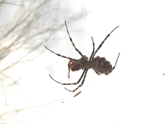 Argiope lobata