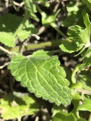 Stachys grandidentata