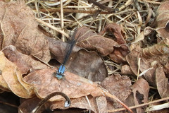 Argia apicalis