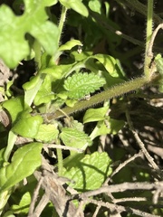 Stachys grandidentata