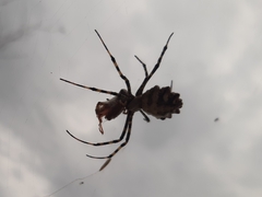 Argiope lobata