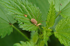 Rilaena triangularis