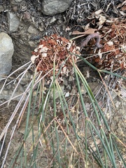 Eriogonum nudum