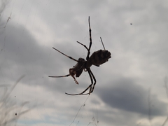Argiope lobata