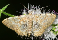 Scopula rufomixtaria