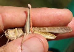 Locusta migratoria