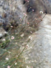 Eriogonum nudum