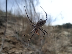 Argiope lobata
