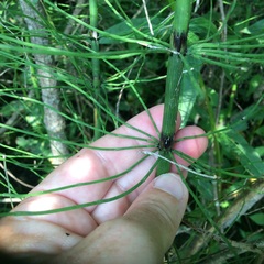Equisetum fluviatile
