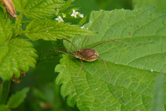 Rilaena triangularis