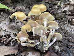 Armillaria mellea