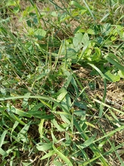 Paspalum pubiflorum