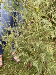 Ambrosia artemisiifolia