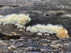 Basidioradulum radula