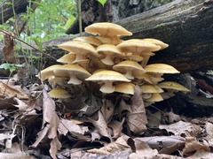 Armillaria mellea