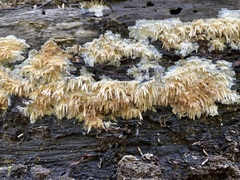 Basidioradulum radula