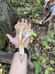 Armillaria mellea