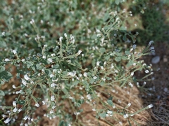 Heliotropium europaeum