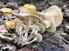 Armillaria mellea