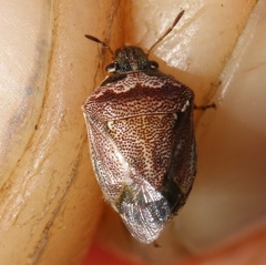 Eysarcoris ventralis