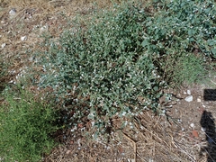 Heliotropium europaeum