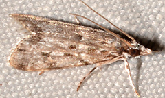 Scoparia basalis