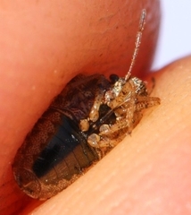 Eysarcoris ventralis
