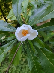 Franklinia