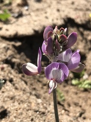 Astragalus amatus
