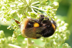 Bombus terrestris audax