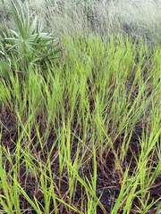 Panicum repens