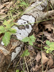 Biscogniauxia atropunctata