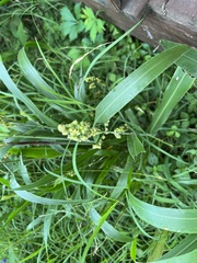 Sorghum