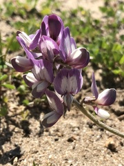 Astragalus amatus