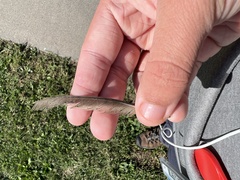 Passer domesticus