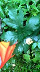 Heracleum sphondylium