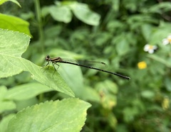 Prodasineura autumnalis