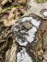 Biscogniauxia atropunctata