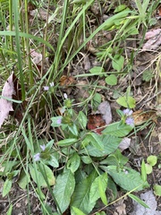 Elephantopus tomentosus