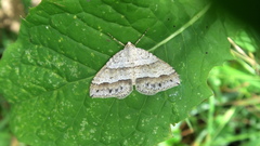 Perizoma parallelolineatum